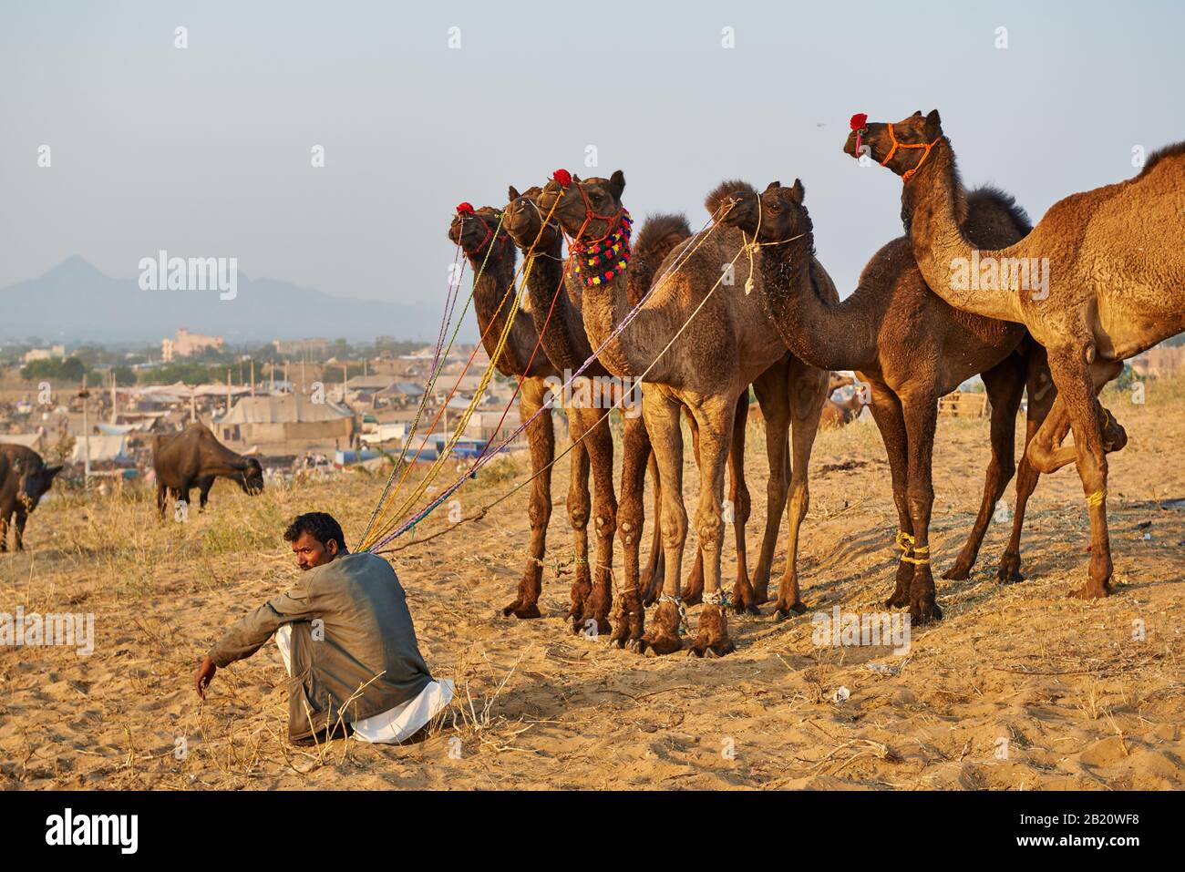 Mann mit seinen Kamelen auf der Kamel- und Viehmesse nach Kunden suchen, Puskar Mela, Pushkar, Rajasthan, Indien Stockfoto