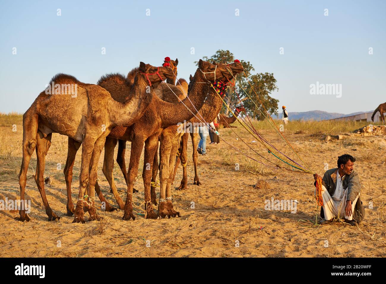 Mann mit seinen Kamelen auf der Kamel- und Viehmesse nach Kunden suchen, Puskar Mela, Pushkar, Rajasthan, Indien Stockfoto