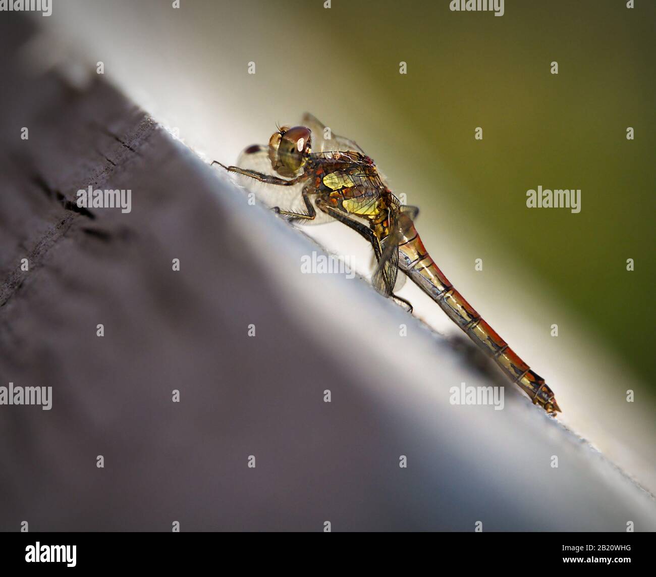 Gewöhnlicher Darter, Sympetrum striolatum, Auf EINEM Holzzaun, Der Durch Diffuse Vorder- Und Hintergrundfarbe Hervorgehoben wird. In Longham Lakes UK eingenommen Stockfoto