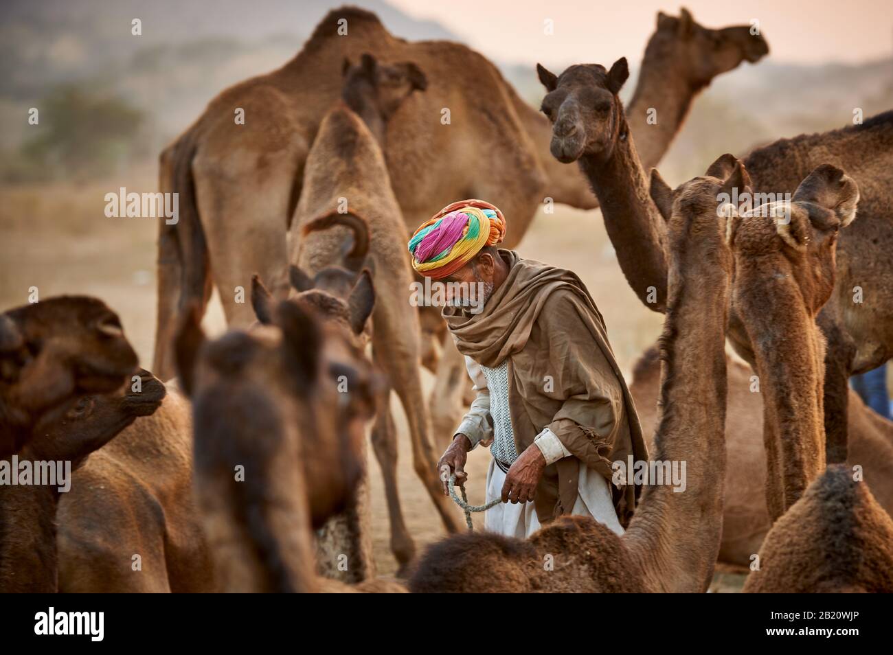 Nomade mit buntem Turban zwischenseinen Kamelen auf dem Kamel und Viehmarkt, Puskar Mela, Pushkar, Rajasthan, Indien-Stamm-Mann mit Tradition Stockfoto