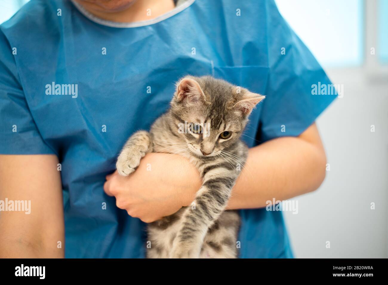 Der tierärztlich-weibliche Arzt hält eine Katze an den Händen Stockfoto