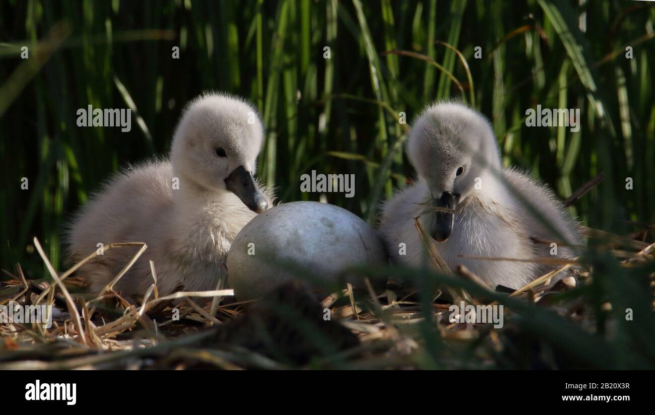 "Mute Swan Cygnets" Beobachtet Ein Ei, Das Auf HATCH Auf EINER Nest Von Schilf wartet. Aufgenommen bei Stanpit Marsh UK. Süß, Liebe, warten. Stockfoto