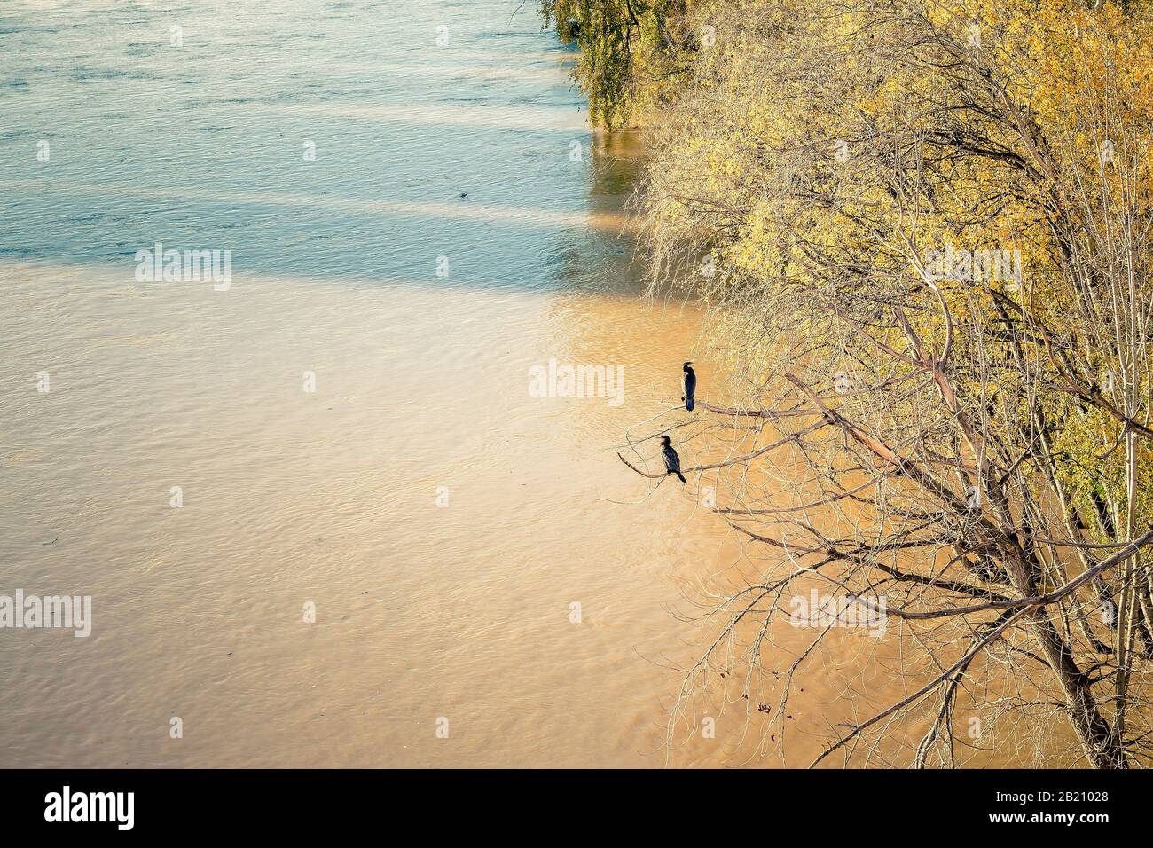 Zwei schwarze Kormorane thronten auf den Ästen eines Baumes am überfließenden Fluss Stockfoto