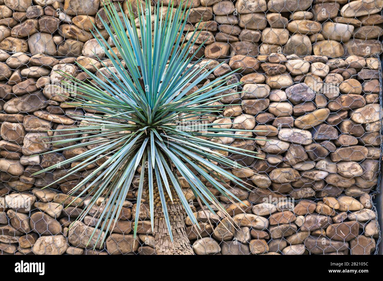 Dekorative Palme mit sternförmigen Blättern vor einer von einem Mesh gehaltenen Beinwand Stockfoto