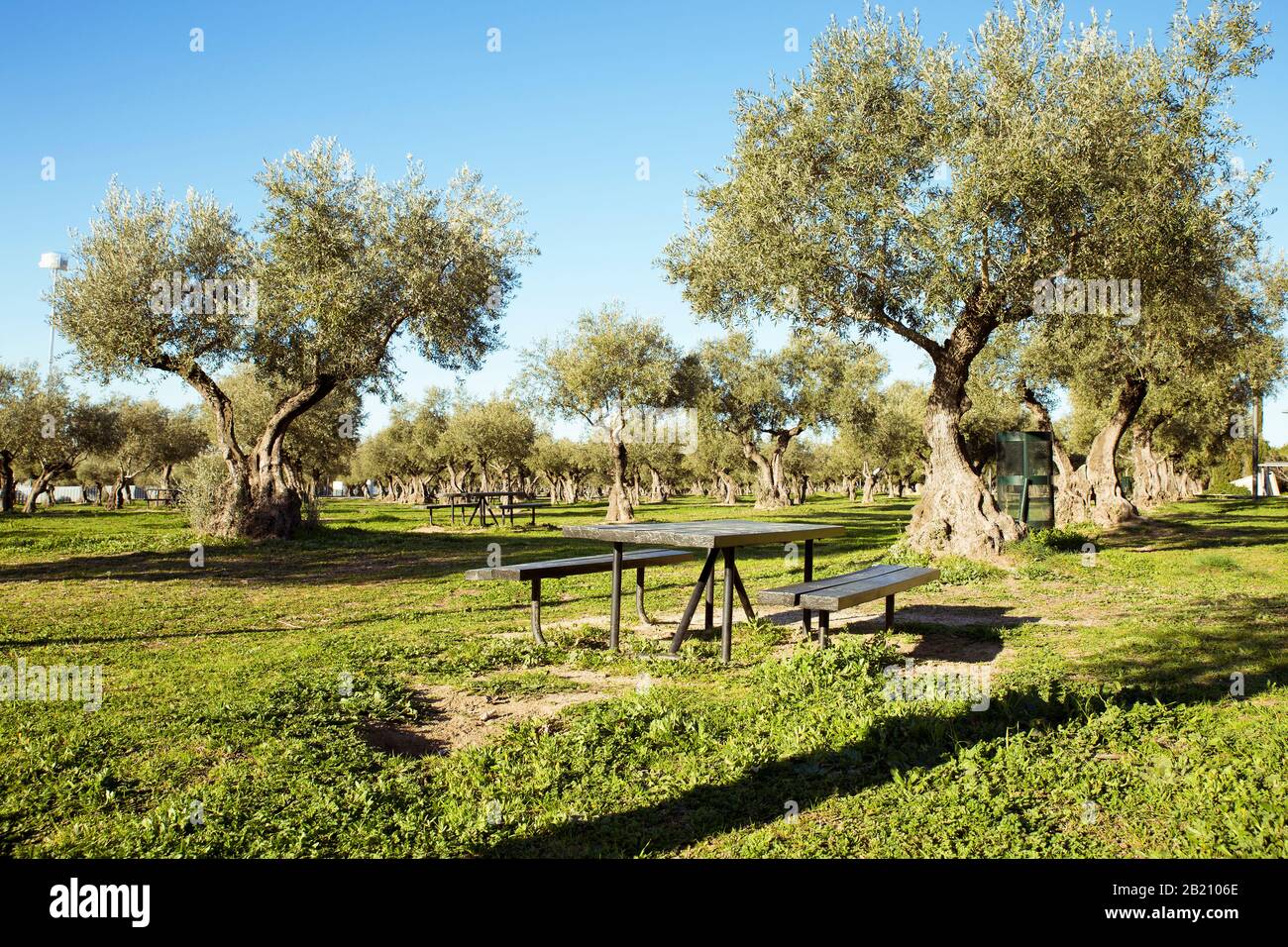 Blick auf Olivenfarm und Holztisch mit Gras bedecktem Boden und sonnenblauem Himmel Stockfoto