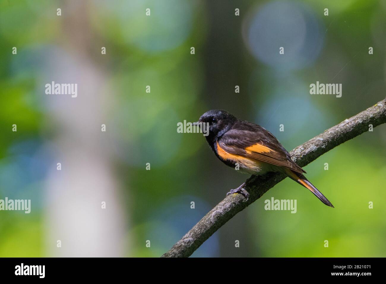 Nahaufnahme des männlichen amerikanischen Redstart-Warbler-Vogels auf Baumzweig mit schönem farbenfrohem Bokeh im Hintergrund Stockfoto