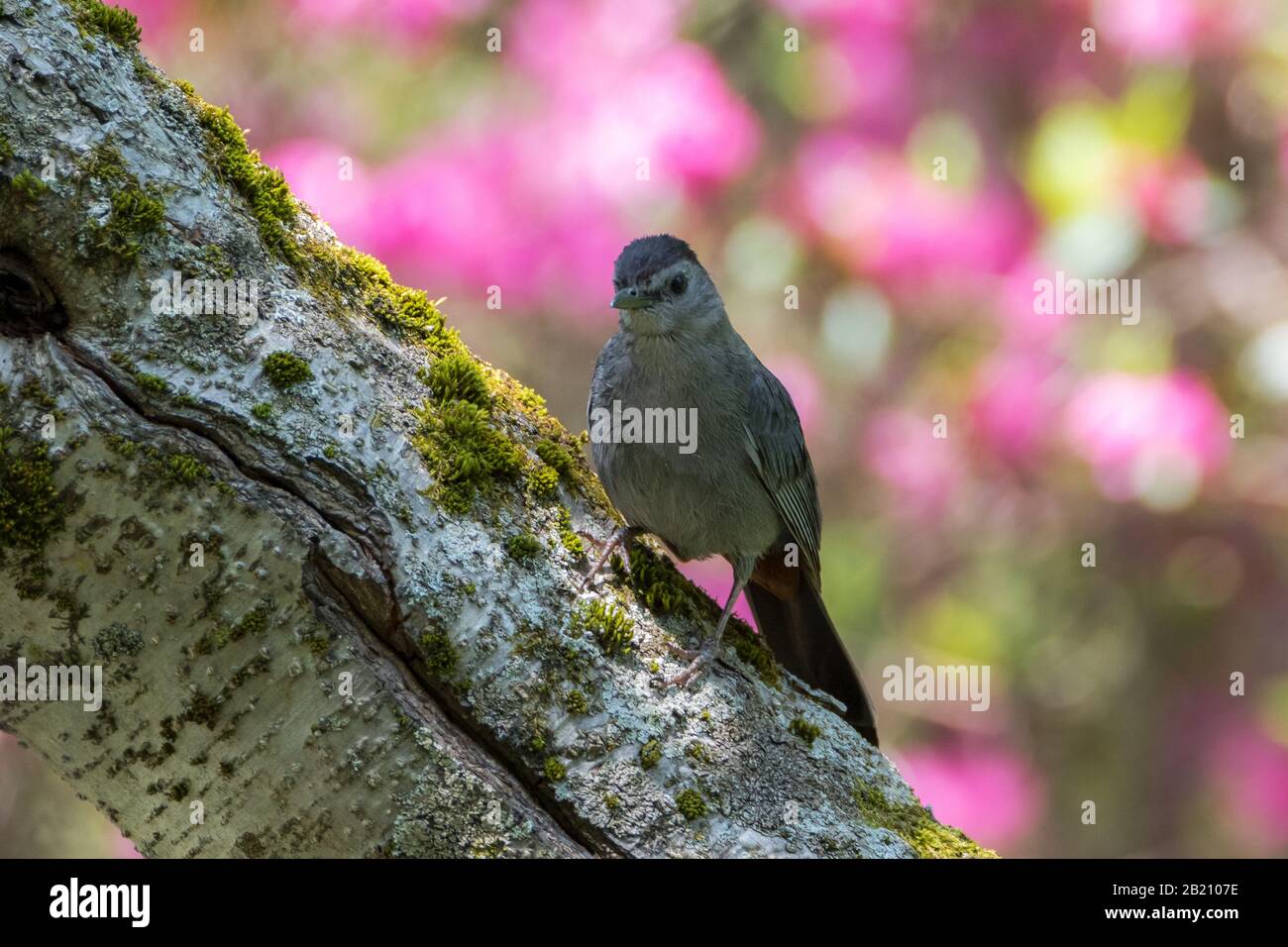 Grauer Catbird auf Birkenbaumstamm mit verschwommenen rosafarbenen Blumen dahinter Stockfoto