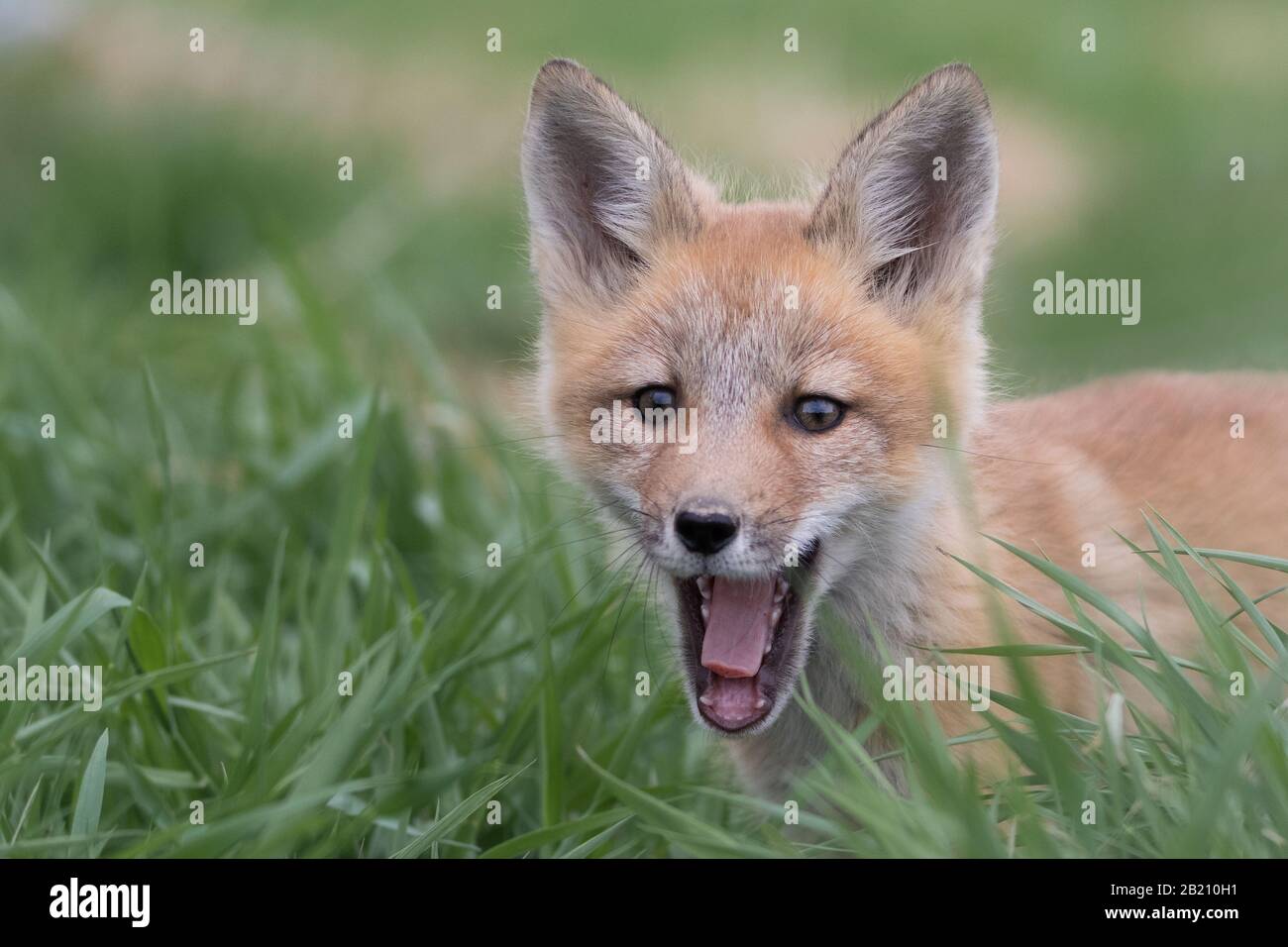 Extreme Nahaufnahme des gähnenden Fuchsschubs Stockfoto