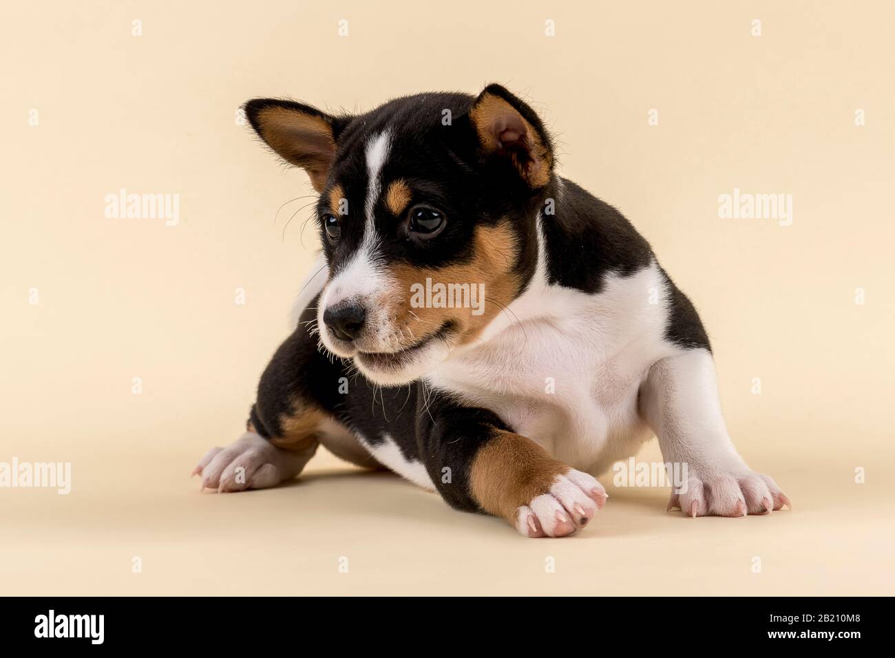 Basenji oder Congo Terrier (Canis lupus familiaris), Jungtier, 6 Wochen, dreifarbig, von vorne geroutet, Studio mit sandfarbenen Aufnahmen Stockfoto