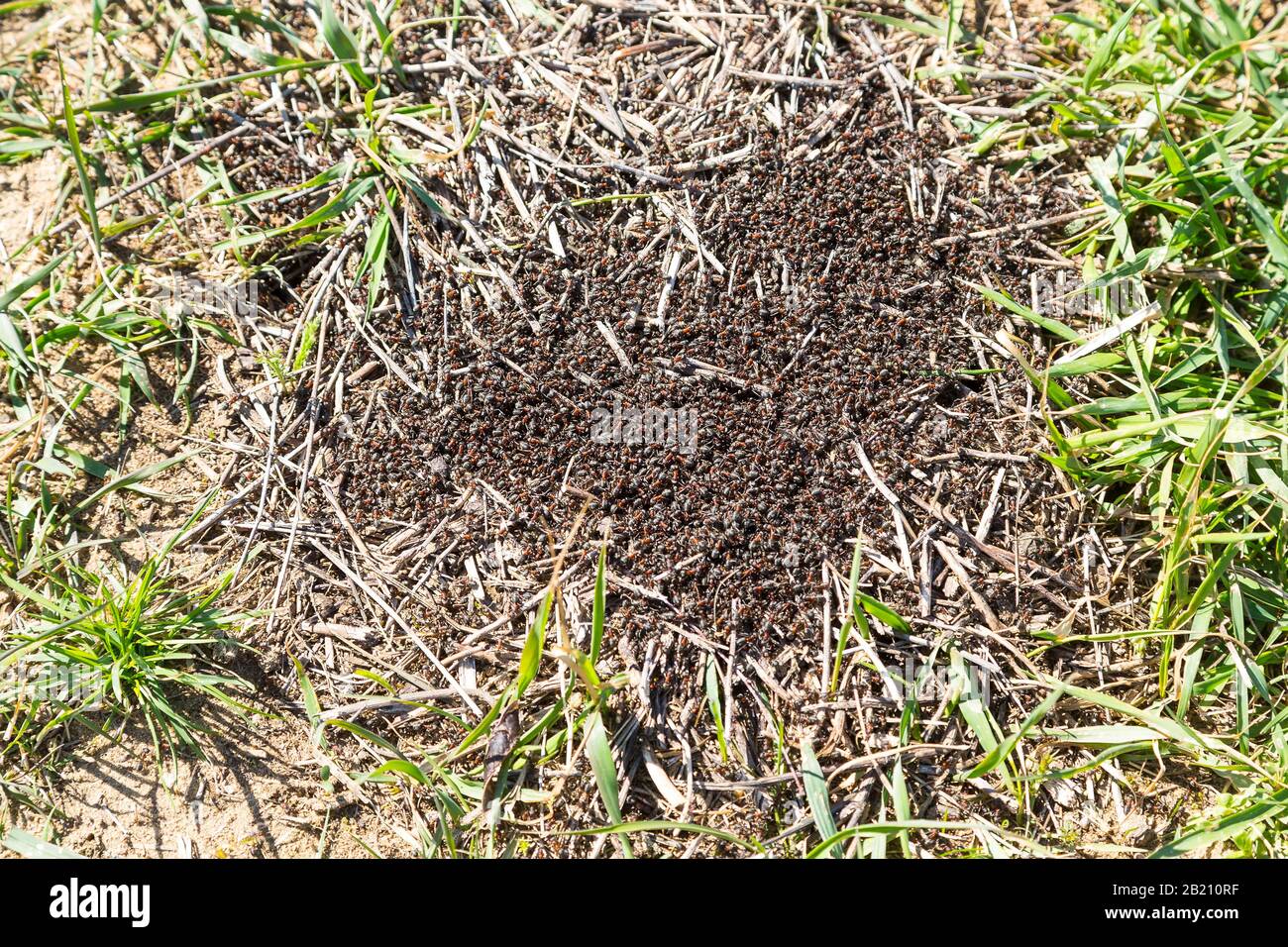 Red Wood Ants (Formica rufa) beginnen mit dem Bau eines Nesthügels, Sachsen, Deutschland Stockfoto