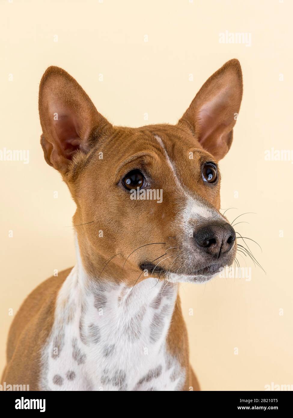 Basenji oder Congo Terrier (Canis lupus familiaris), weiblich, 4 Jahre, rot-weiß, Tierporträt, Studioaufnahme, heller Hintergrund, Österreich Stockfoto