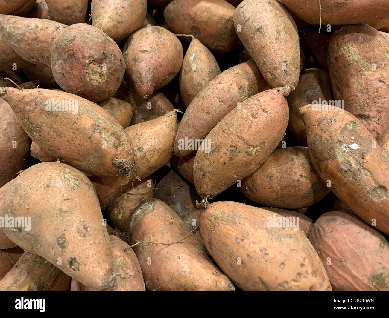 Rohe ganze Süßkartoffeln, frisches gesundes Wurzelgemüse, Panama, Mittelamerika Stockfoto
