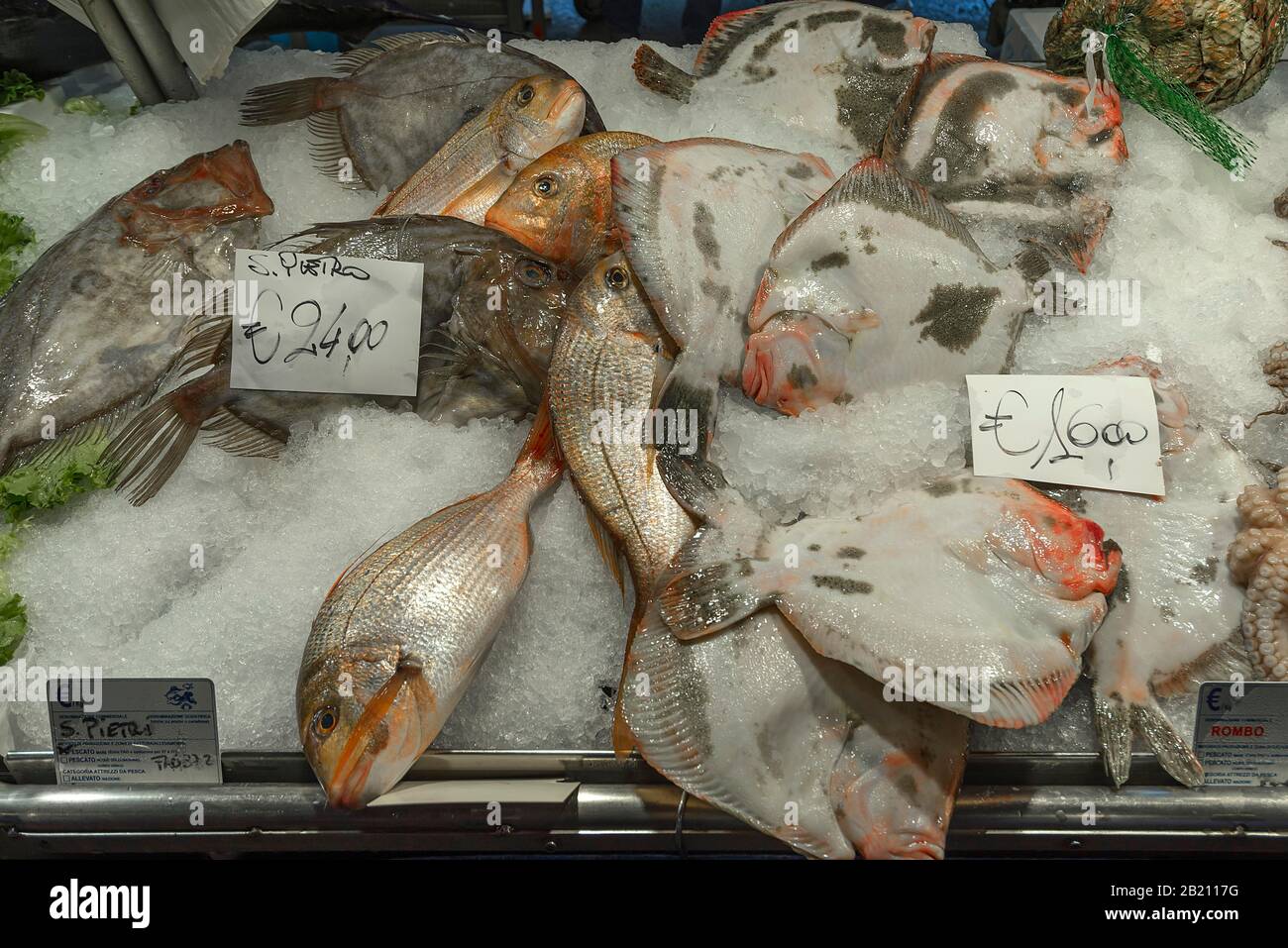 Frischer Fisch auf der linken Seite Peter Faber (Zeus faber) auf Eis, Fischmarkt von Rialto im Bezirk San Polo, Venedig, Venetien, Italien Stockfoto