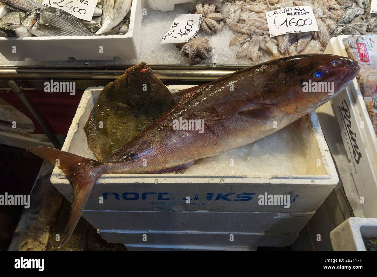 Frischer Fisch, Scholle (Pleuronectiformes) auf Eis, Fischmarkt, Rialto-Markt im San Polo-Viertel, Venedig, Venetien, Italien Stockfoto