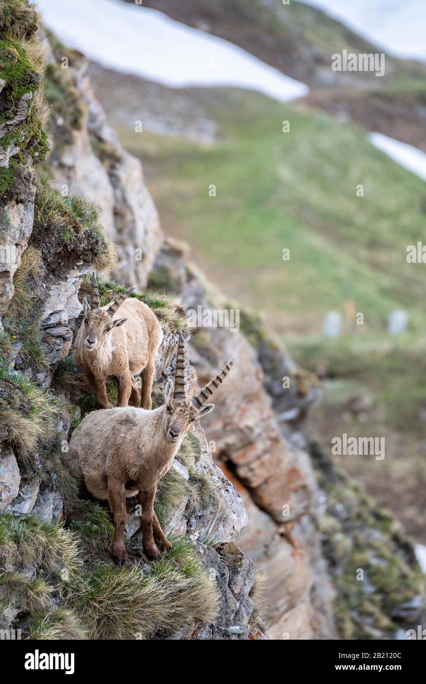 Alpine Ibex (Capra Ibex), Zwei Jungtiere in Felswand, Nationalpark hohe Tauern, Kärntner, Österreich Stockfoto