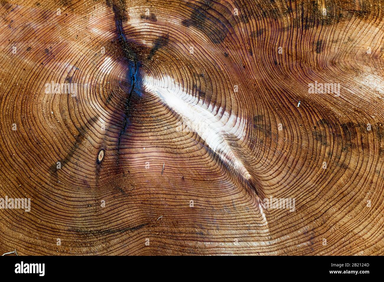 Altersringe aus einem abgesponnenen Baum, Berchtesgaden, Bayern, Deutschland Stockfoto