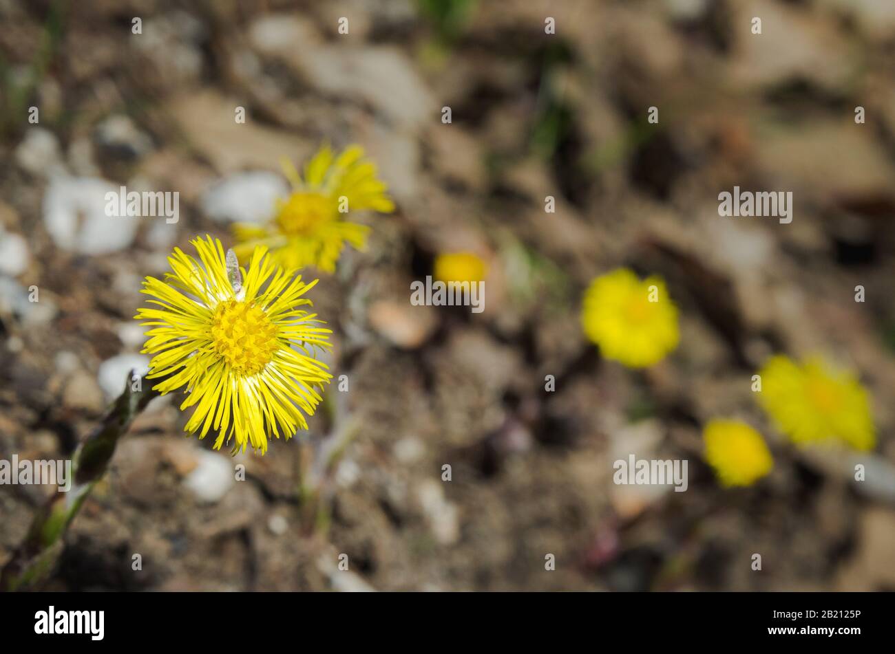 Blühende Inula helenium, eine alte Pflanzenheilkunde, in den Bergen von palencia, spanien Stockfoto