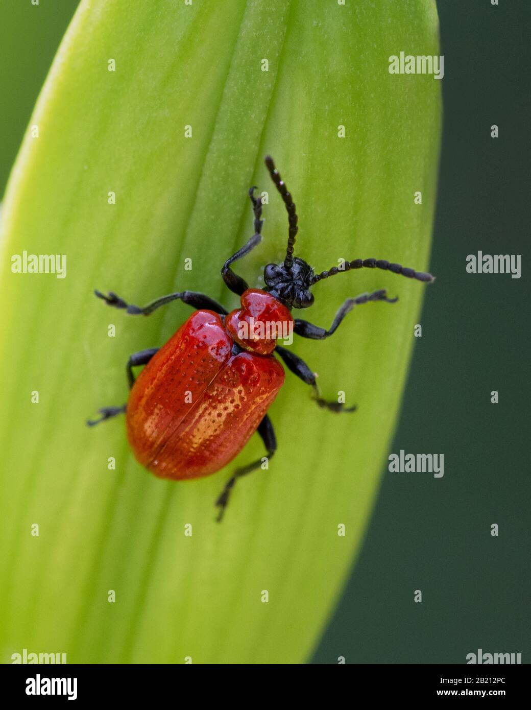 Nahaufnahme des roten Lilienkäfers, der auf der Blumenknospe läuft Stockfoto