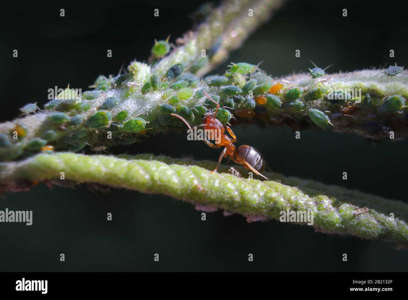 Makrofoto von Ameise und seiner Blattläuse Herde Stockfoto