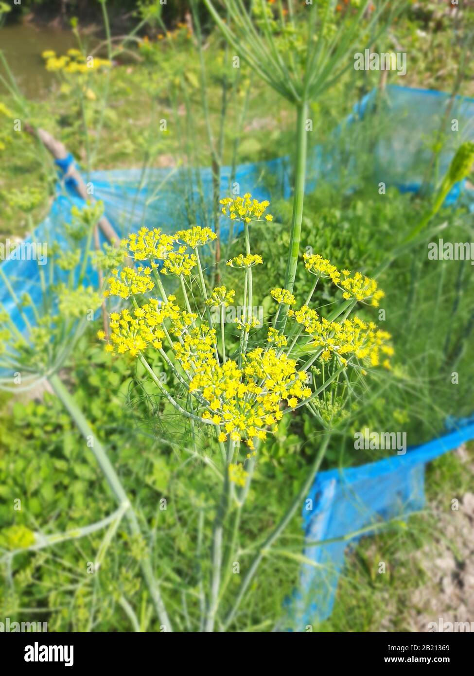 Bangladesch ist ein Land voller Rätsel und Intrigen. Das Land ist Jahrhunderte alt und hat viele Besucher über die Jahre gesehen. Stockfoto
