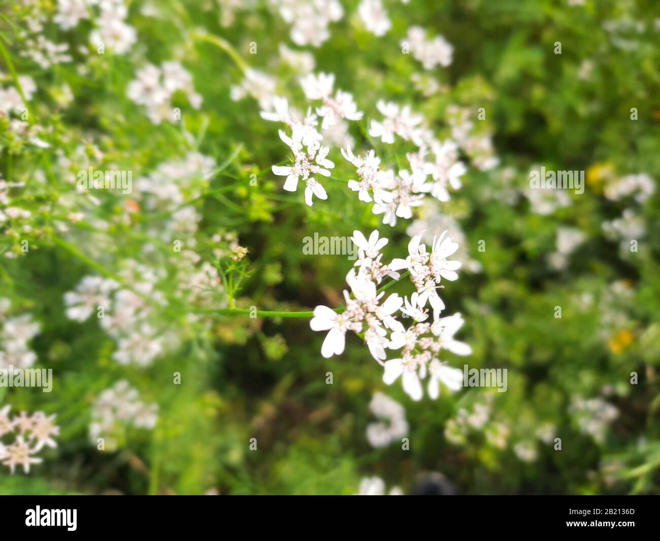 Bangladesch ist ein Land voller Rätsel und Intrigen. Das Land ist Jahrhunderte alt und hat viele Besucher über die Jahre gesehen. Stockfoto