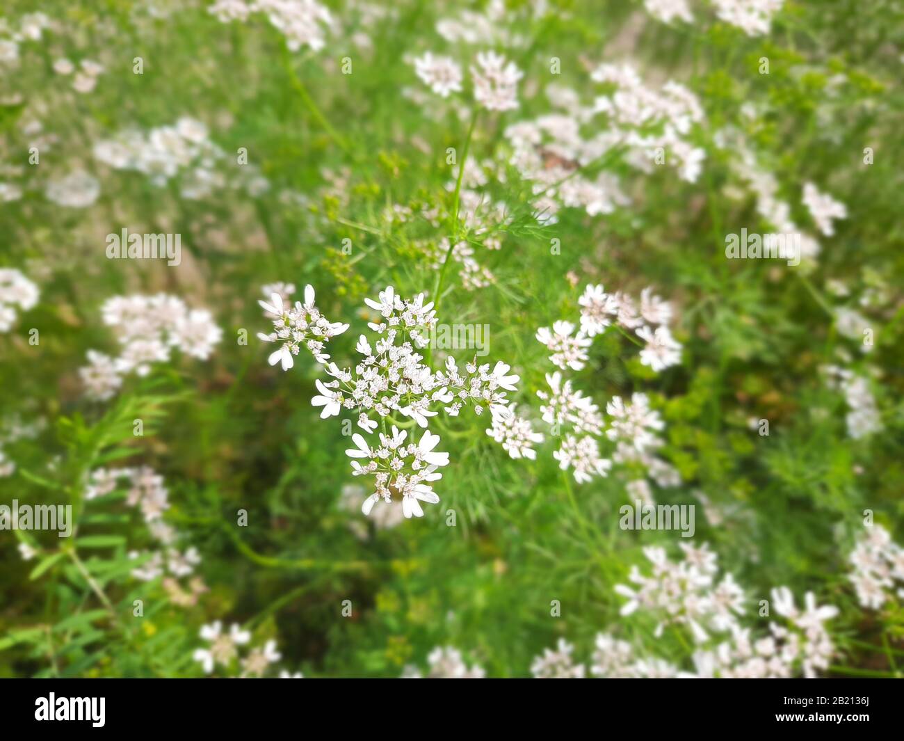 Bangladesch ist ein Land voller Rätsel und Intrigen. Das Land ist Jahrhunderte alt und hat viele Besucher über die Jahre gesehen. Stockfoto