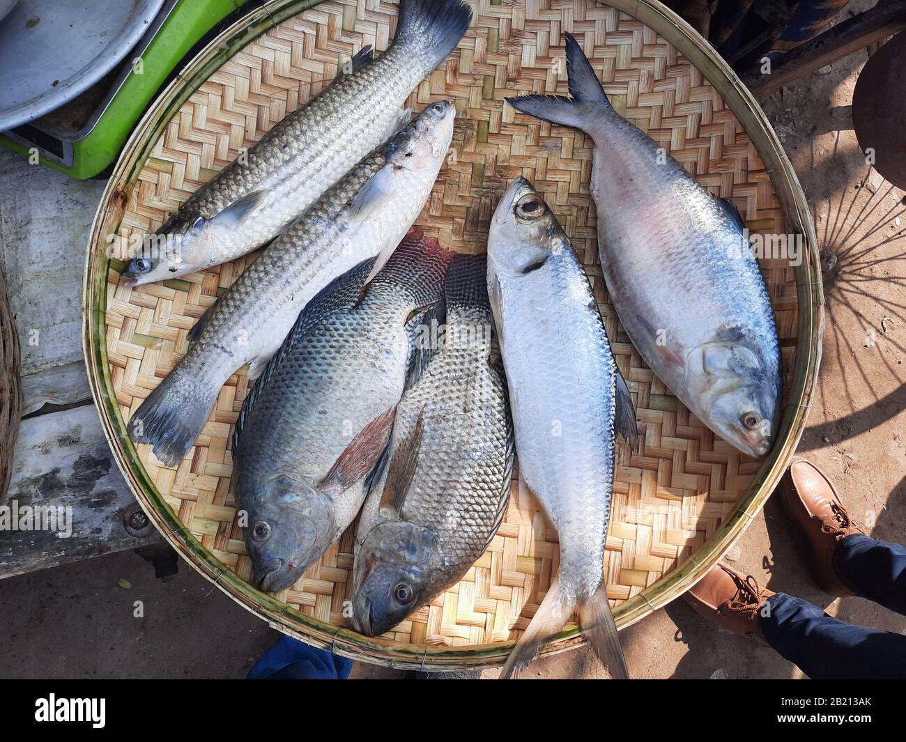 Exotische lokale Fische aus Bangladesch werden in einem runden Topf aufbewahrt, um sie an den Verbraucher in Stakhira, Bangladesch, zu verkaufen. Dieser Fisch ist sehr lecker und hat viel Abgeschmeckt. Stockfoto