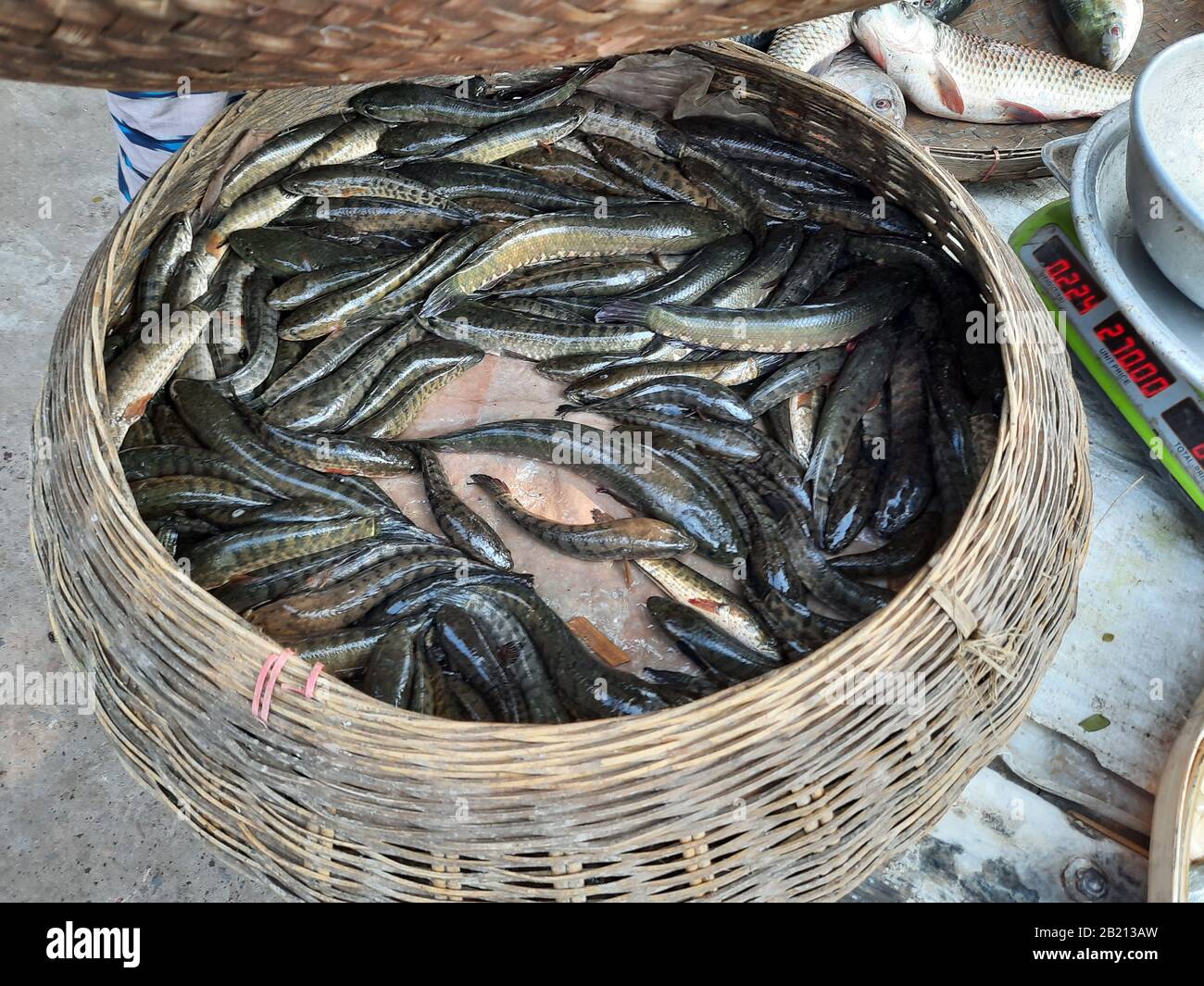 Exotische lokale Fische aus Bangladesch werden in einem runden Topf aufbewahrt, um sie an den Verbraucher in Stakhira, Bangladesch, zu verkaufen. Dieser Fisch ist sehr lecker und hat viel Abgeschmeckt. Stockfoto