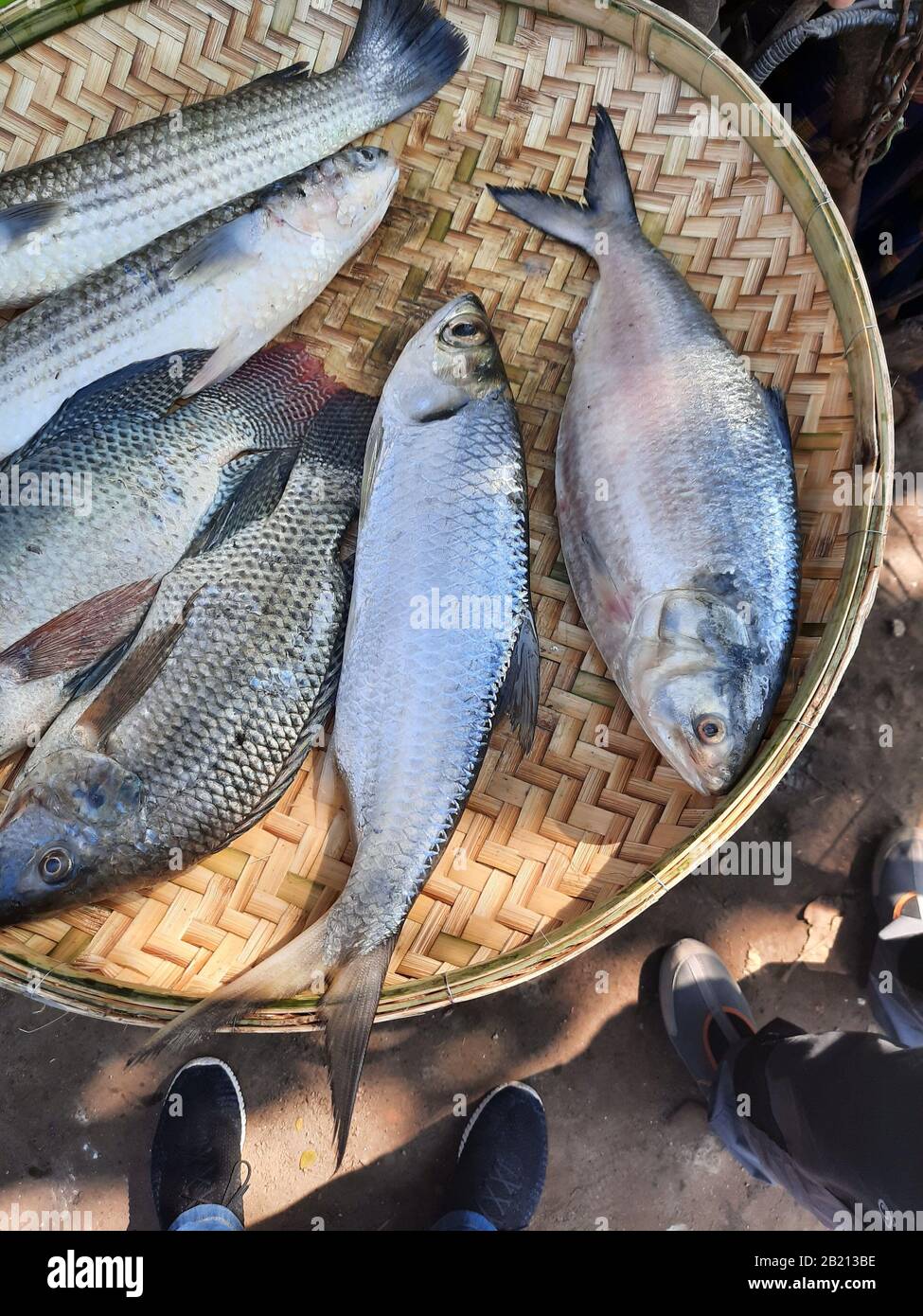 Exotische lokale Fische aus Bangladesch werden in einem runden Topf zum Verkauf an den Verbraucher in Stakhira, Bangladesch, gehalten. Dieser Fisch ist sehr lecker und hat Nachfrage. Stockfoto