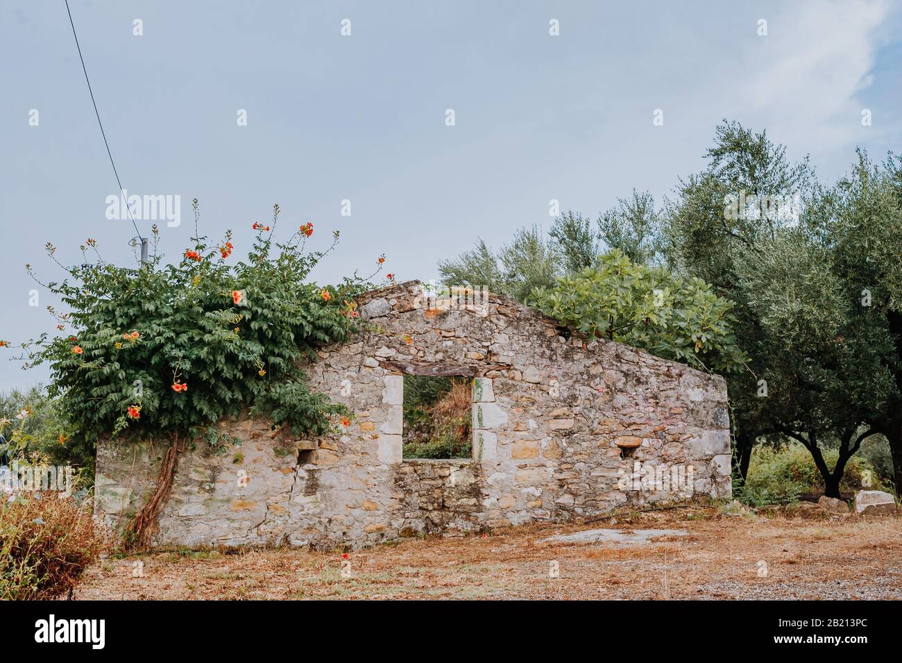 Ländliches Trockensteinhaus in Olivenbaum-Orchideen und in Spanien oder Griechenland oder Italien Stockfoto