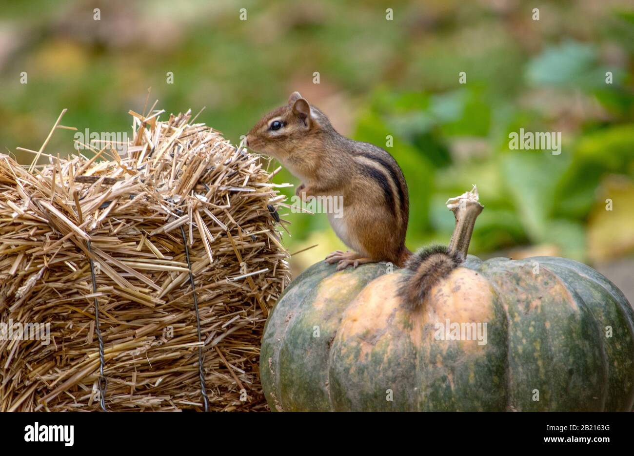 Ein kleiner Streifenspanmunk genießt den Blick von der Spitze eines grünen Kürbisses Stockfoto