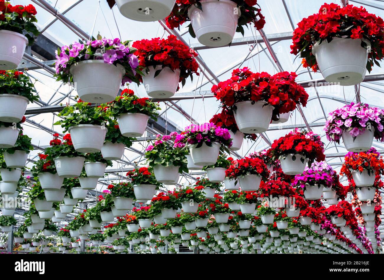 Dutzende hängende Pflanzen schaffen ein buntes Muster in dieser Innen-Gärtnerei Stockfoto