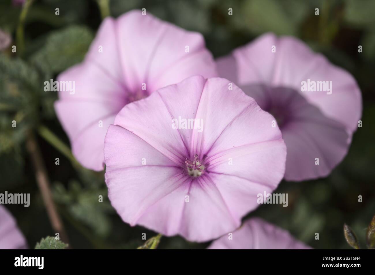 Flora von Gran Canaria - Convolvulus althaeoides, Malvebindweed, natürlicher Makro-floraler Hintergrund Stockfoto