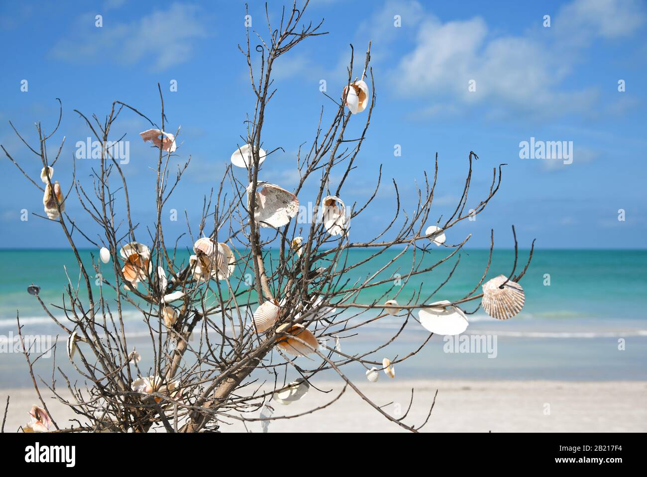 Filiale am Anna Maria Island Beach, an dem Menschen Muscheln gelegt haben  Stockfotografie - Alamy
