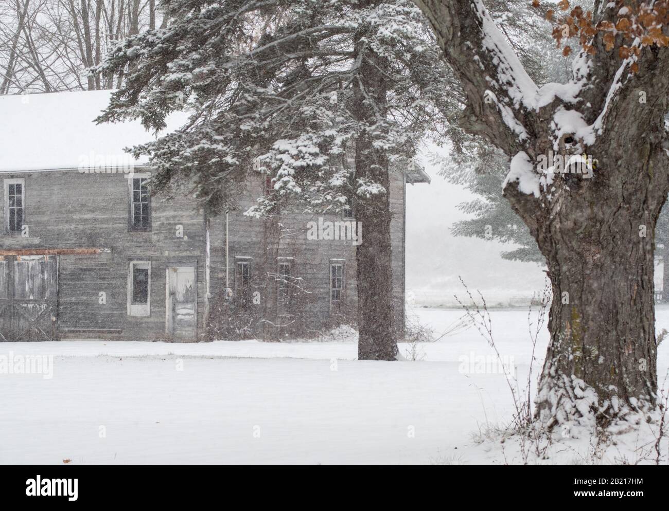 Schneetag auf der Farm in Michigan Nordamerika, aber die alte Scheune ist warm und trocken Stockfoto