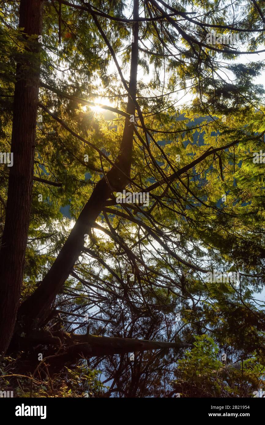 Schöner und Lebendiger Green Woods mit frischen Bäumen in der Nähe eines Sees bei Sonnenuntergang. Aufgenommen in White Pine Beach, Port Moody, Vancouver, British Columbia, Cana Stockfoto