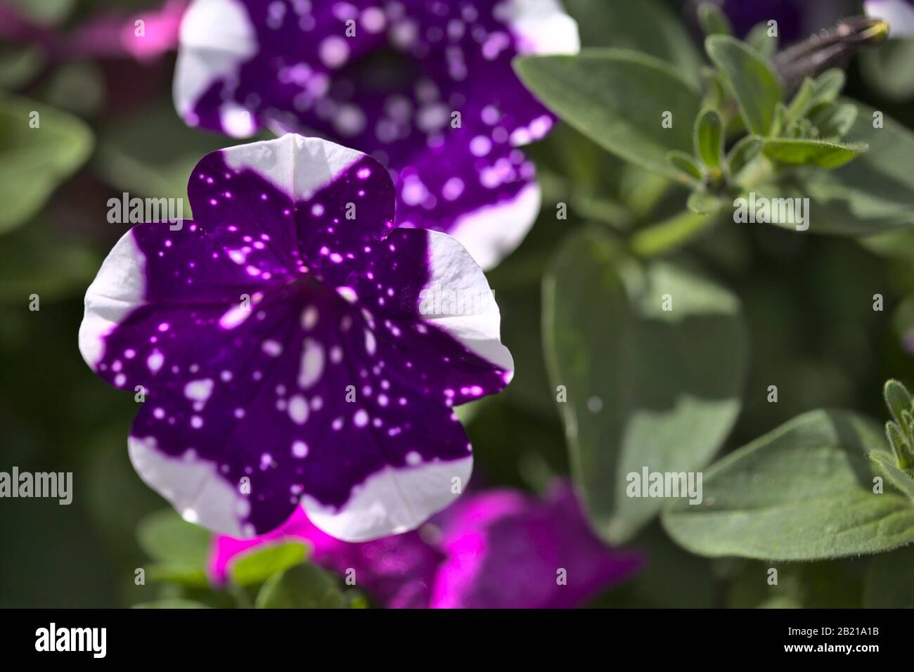 Natürlicher Makrohintergrund mit Blumenmuster und blühender Petunie Stockfoto