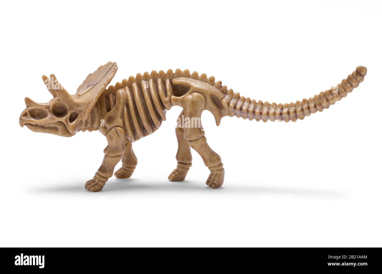 Dino Skeleton Side View Isoliert auf weißem Hintergrund. Stockfoto