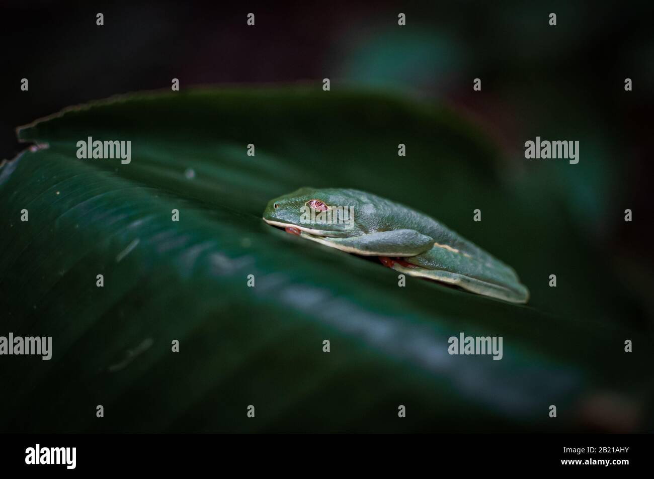 Rot-Eyed Tree Frog, Tortuguero, Costa Rica Stockfoto