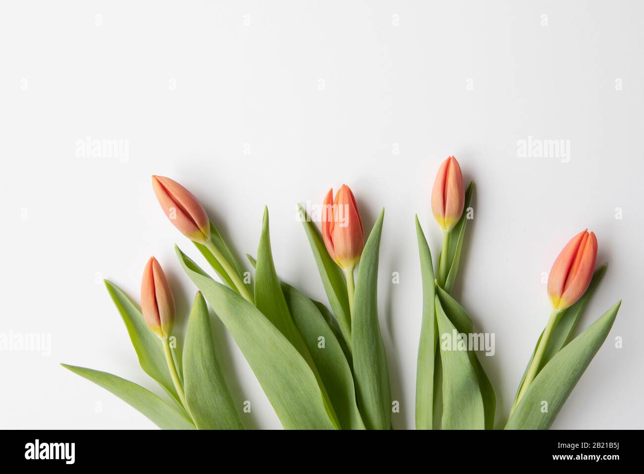 Der Bund frischer roter Tulpen lag flach auf weißem Hintergrund mit Kopiertempo. Saisonal, ostern, Frühlingsblumen Hintergrund. Stockfoto