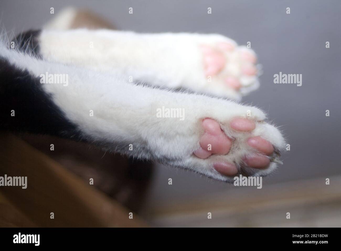 Katzenkaw. Weiße Pfoten Unterseite von Kätzchen Stockfoto