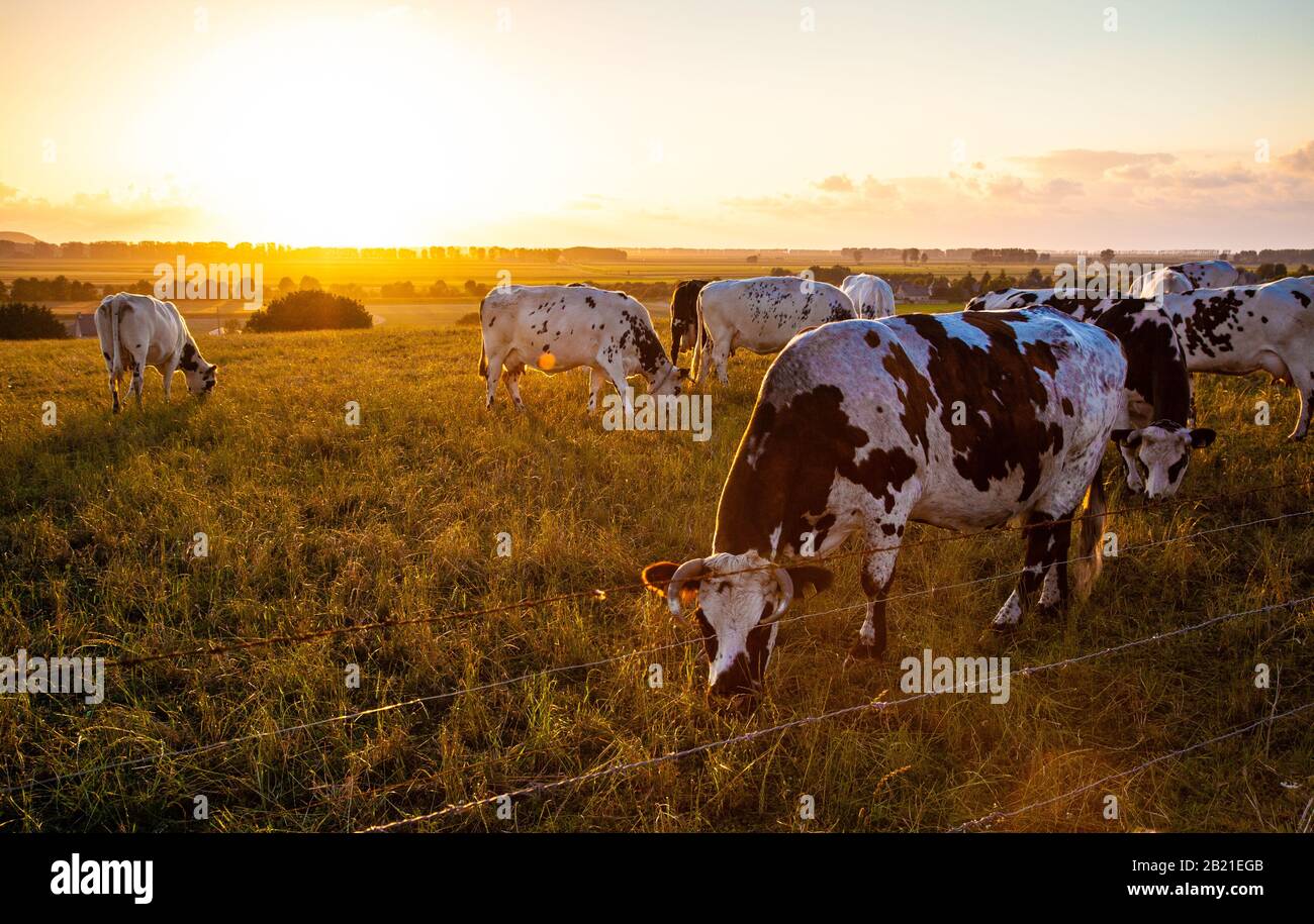 Kühe auf Abendweide in weicher, warmer Hintergrundbeleuchtung Stockfoto