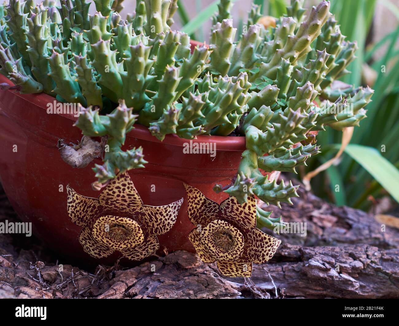 Orbea Variegata blattlose saftige Pflanze mit zwei Blumen, die in einem Blumentopf an einem Stamm hängen. Diese Blumen können einen schwachen Karriongeruch haben, um Po anzulocken Stockfoto
