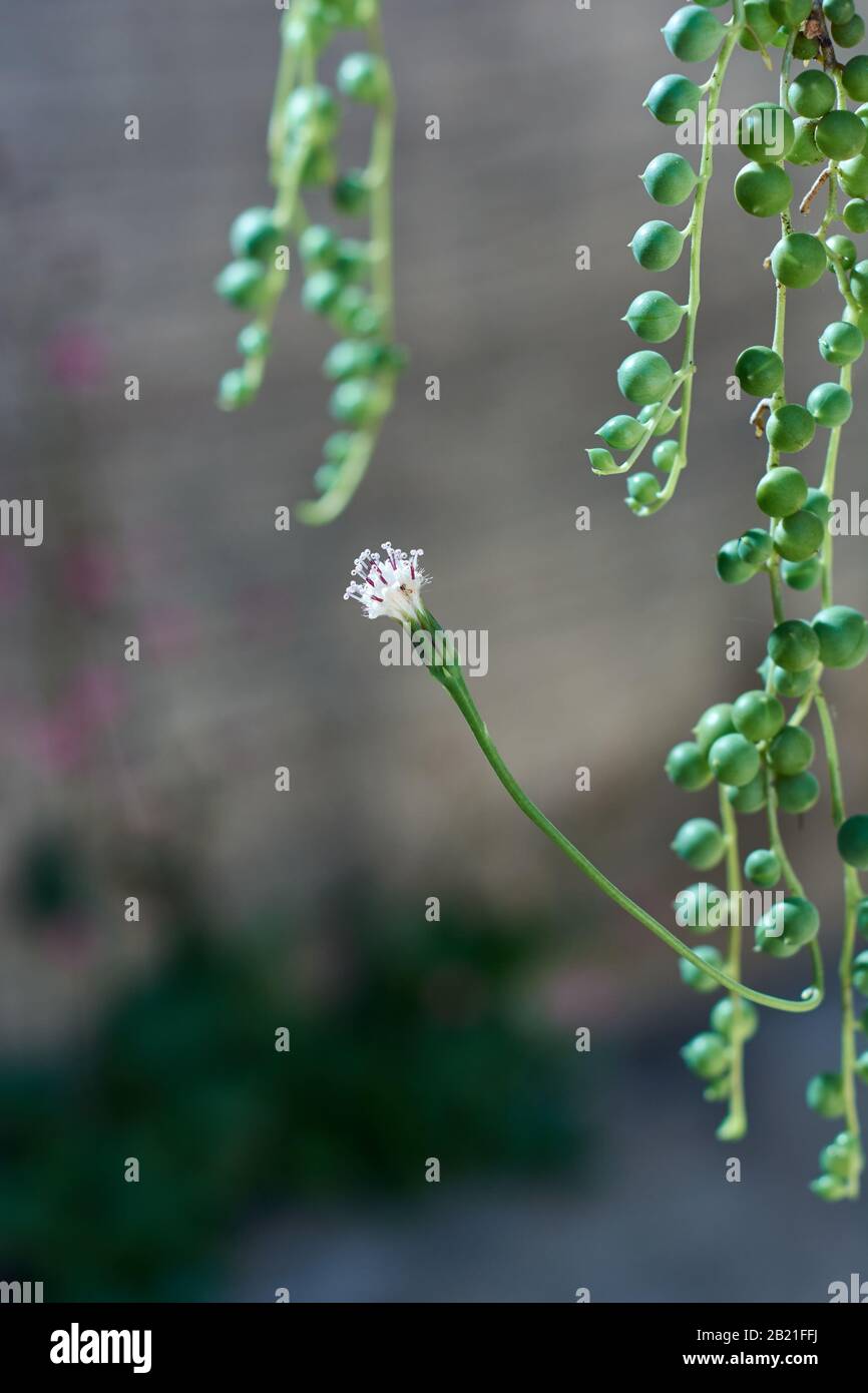 Vertikaler Schuss aus Senecio Rowleyanus saftigen Perlen und Blumen. Konzentrieren Sie sich auf Blume. Unscharfer Hintergrund dahinter. Stockfoto