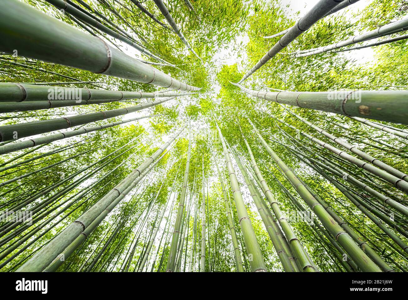 Kyoto, Japan Canopy Closup Weitwinkelansicht Blick auf Arashiyama Bambus Waldpark-Muster vieler Pflanzen am Frühlingstag mit grüner Blattfarbe Stockfoto