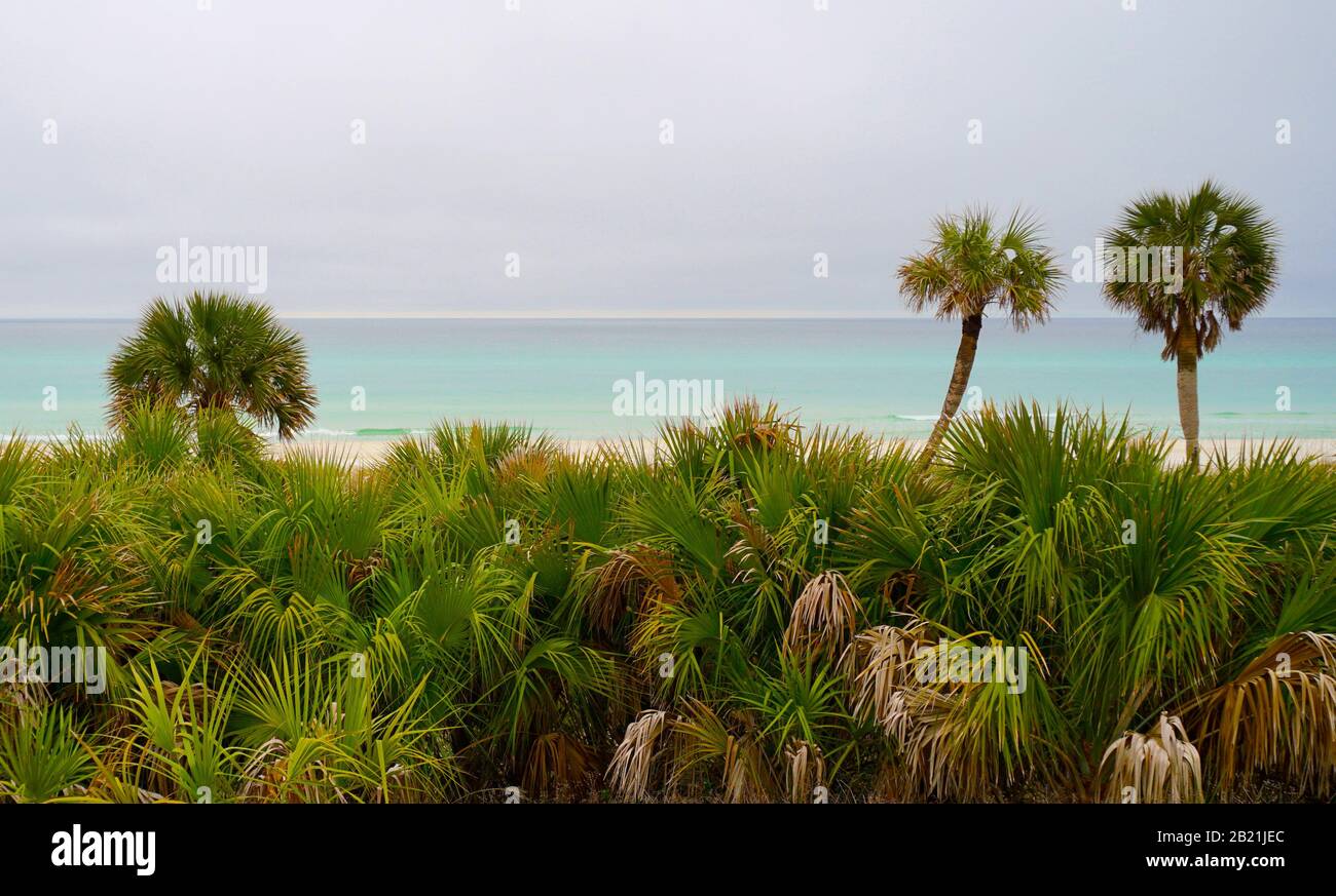 Palmen von Panama City Beach Stockfoto