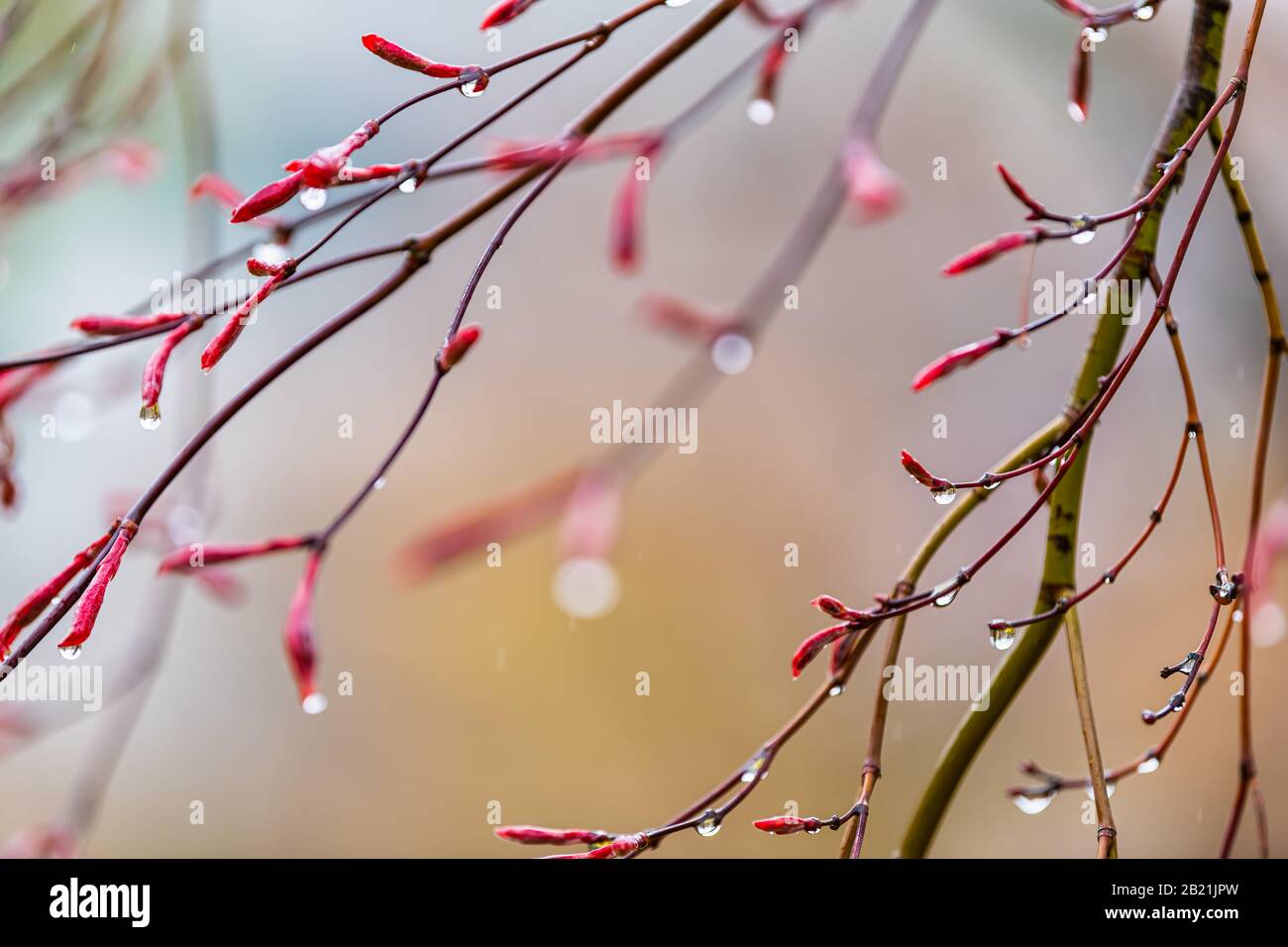 Kyoto, Japan Kirsche blüht roten Baum im Frühjahr mit Knospen blüht Öffnung im Garten mit bokeh verschwommem Hintergrund und Regentropfen in Eikando Templ Stockfoto