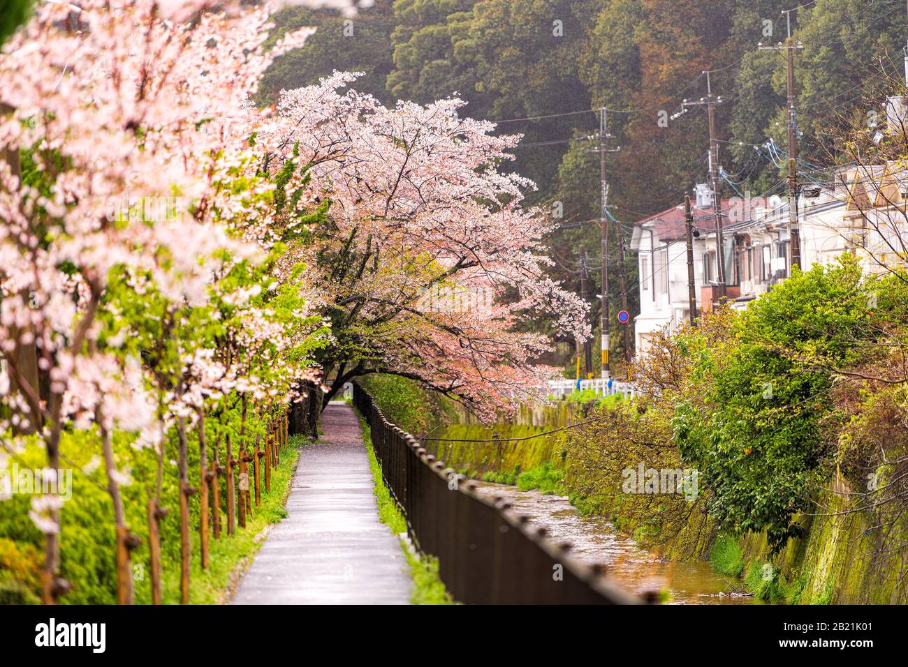 Kyoto, japanische Blumenbedachung auf Kirschblüten Sakura-Bäumen im Frühlinggarten auf Dem Weg Des Philosophen mit Flusskanal Stockfoto