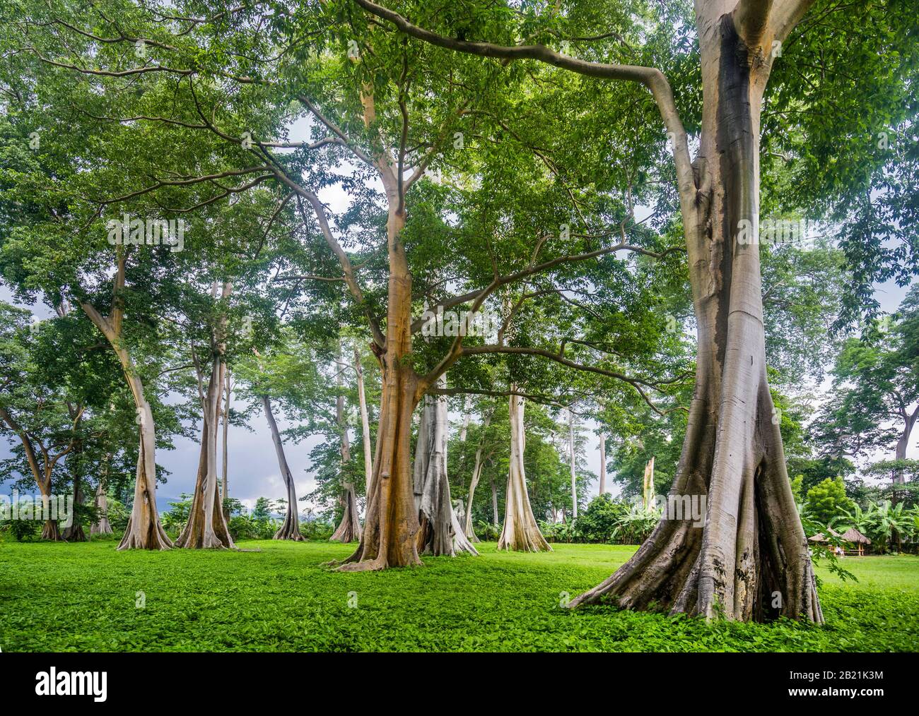 Giant Ficus albipila mit mächtigen Strebepfeilern im Permatan Forest auf der Insel Lombok, kleine Sundainseln, Indonesien Stockfoto