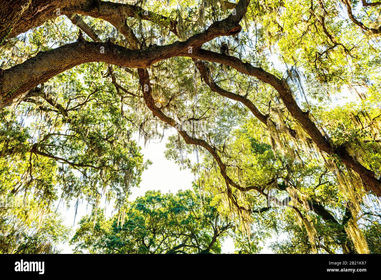 Älteste Südeiche leben in New Orleans, Louisiana Audubon Park mit hängendem spanischem Moos im Garden District Tree of Life mit Blick auf den niedrigen Winkel Stockfoto